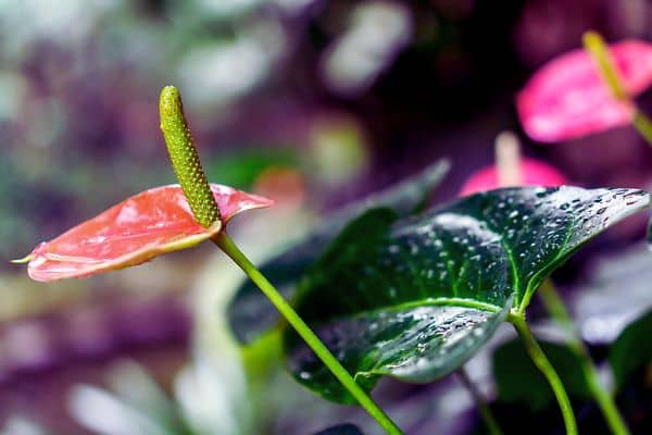 10 plantes fleuries d interieur