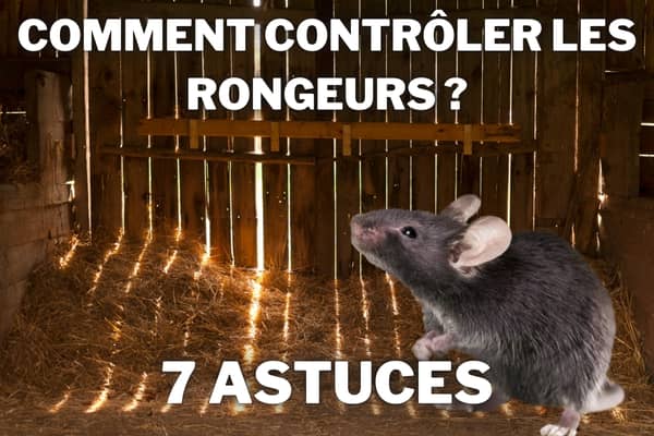 7 astuces pour contrôler rongeurs