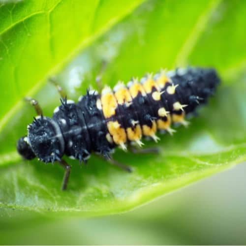 Larve de coccinelle pour la lutte biologique — free download