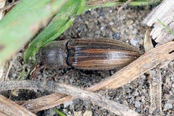 agriotes lineatus taupin des moissons