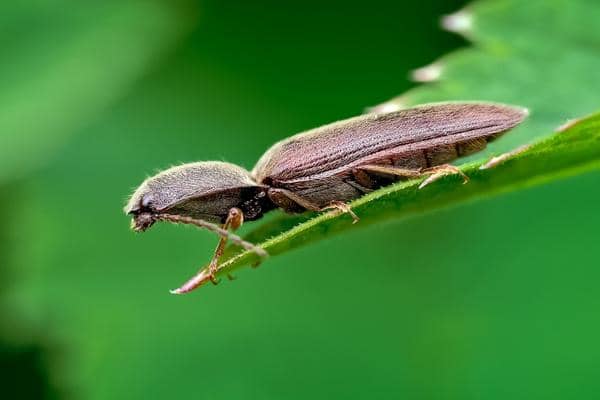 agriotes obscurus taupin des pelouses