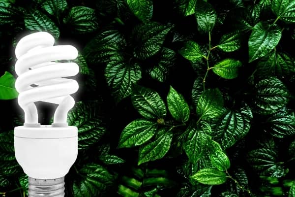 ampoule cfl