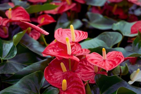 anthurium
