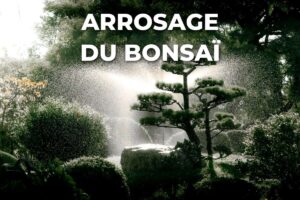 arrosage en pluie fine d'un pin taillé comme un bonsaï, au jardin