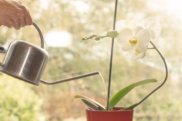 comment faire refleurir une orchidée eau