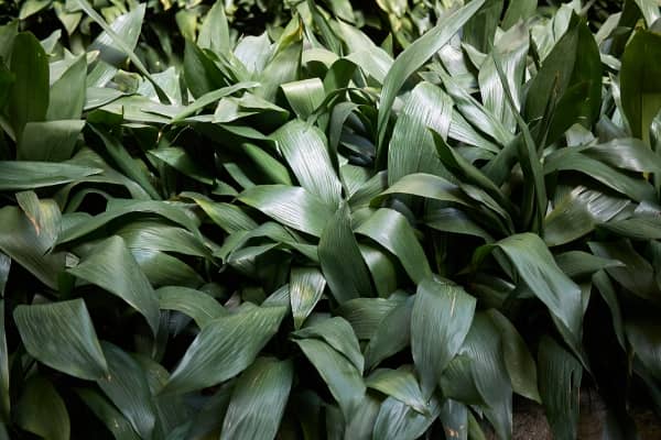 aspidistra elatior