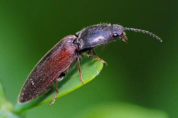 athous haemorrhoidalis taupin acajou