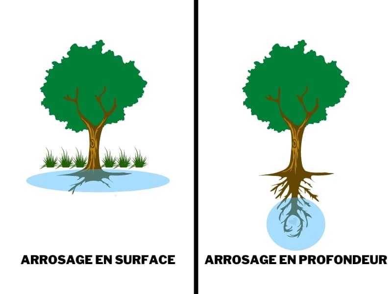 Ces arrosoirs et compte-gouttes pour plantes sont idéaux pour les