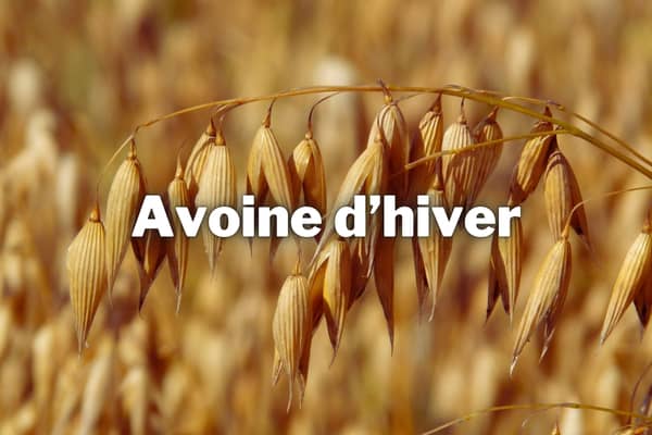 avoine hiver engrais vert
