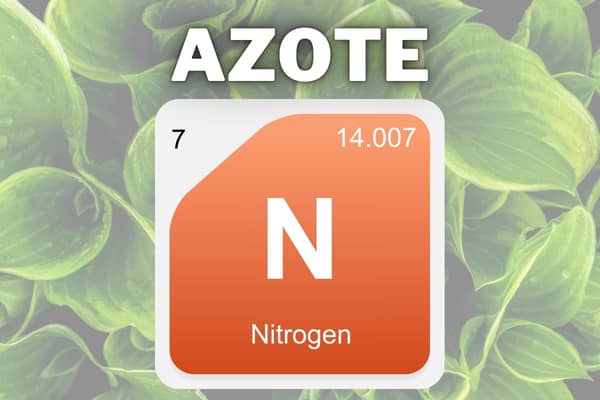 azote