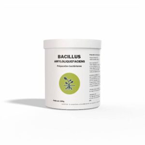 bacillus amyloliquefaciens
