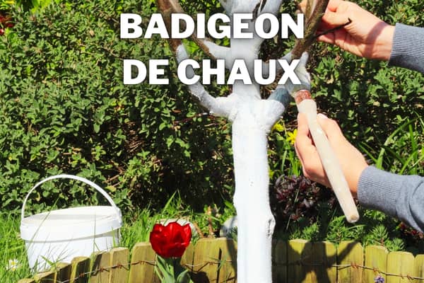 badigeon de chaux pour arbres fruitiers