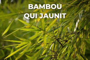 Feuilles de bambou qui jaunissent et se tachent