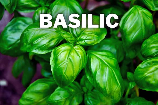 basilic