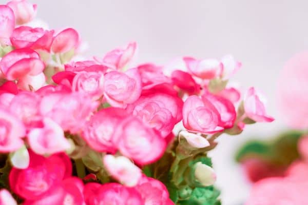 begonia rex