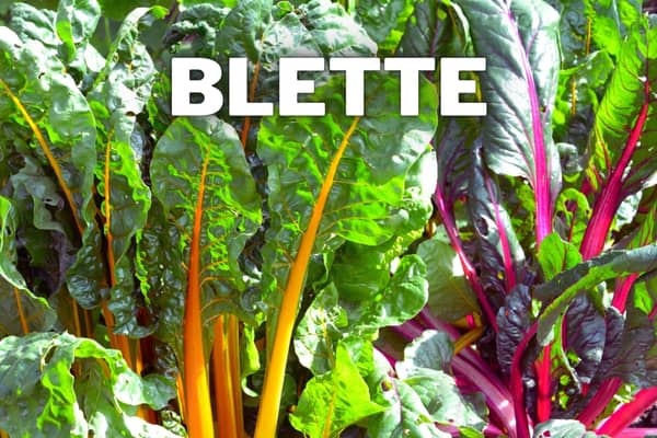 blette