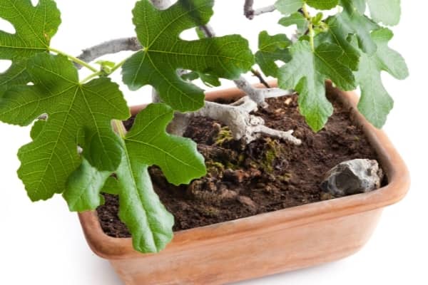 bonsai dans un substrat de mauvaise qualite