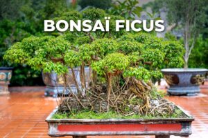 grand bonsaï ficus aux racines aériennes dans un pot plat