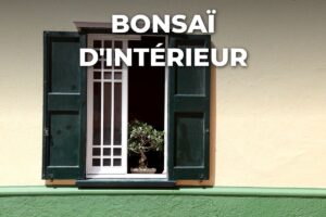 bonsaï d'intérieur posé derrière une fenêtre, à la lumière