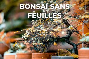 bonsaï qui perd ses feuilles à l'automne, rameaux presque nus