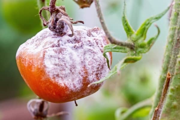 botrytis tomate