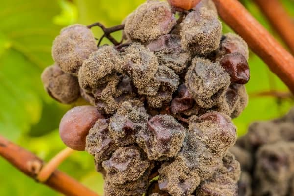 botrytis vigne