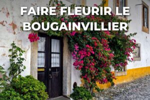 bougainvillier en fleurs autour d'une porte, le résultat attendu quand un bougainvillier ne fleurit pas