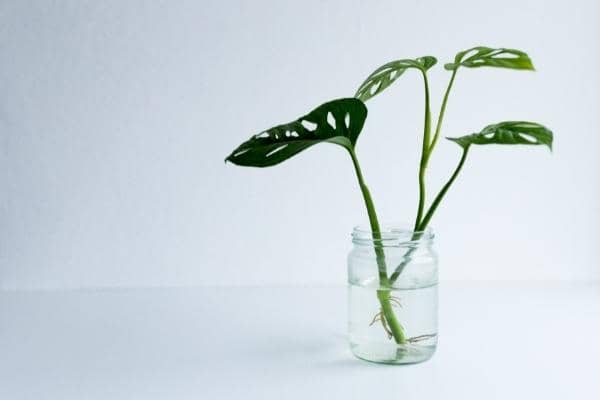 bouture de monstera deliciosa