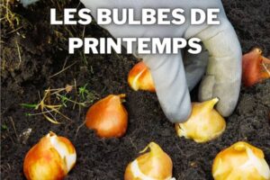 bulbes de printemps