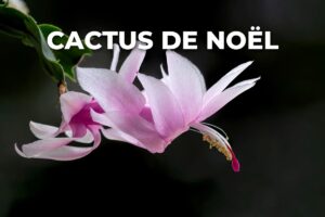 cactus de Noël en fleurs : que faire quand il ne fleurit pas