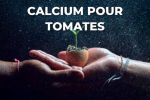 mains tenant un jeune plant dans une coquille d'œuf, source naturelle de calcium