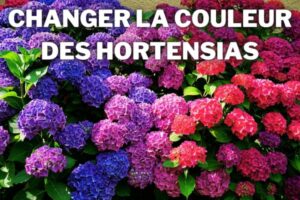 changer couleurs hortensias