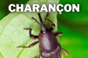 charancon