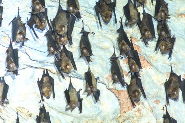 chauve souris dans une grotte