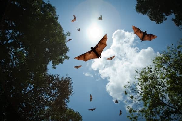 chauve souris en vol dans la foret