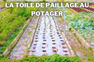 choisir-et-utiliser-la-toile-de-paillage-au-potager