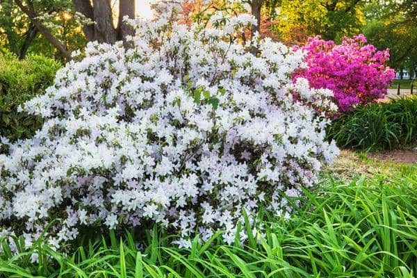 choisya ternata au jardin