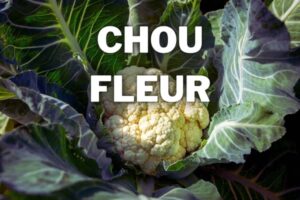 chou fleur