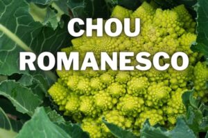 chou romanesco