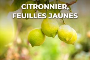 citrons verts et feuillage clair d'un citronnier, à surveiller quand les feuilles deviennent jaunes