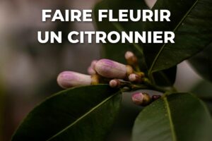 boutons floraux encore fermés sur un citronnier qui ne fleurit pas encore