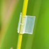 100 Clips De Greffage Fdit Pour Tomates Et Aubergines - Pinces De Jardinage Professionnelles Pour Plants