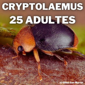 coccinelle cryptolaemus montrouzieri