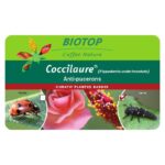 coccinelles a 11 points biotop coccilaure pucerons du laurier rose hippodamia undecimnotata