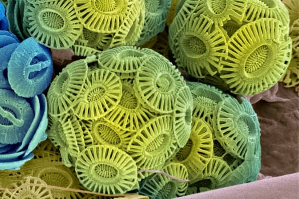 coccolithophores