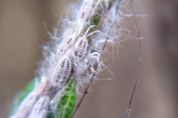 cochenille farineuse sur orchidee phalaenopsis