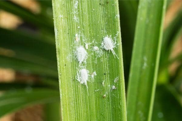 cochenille farineuse sur une feuille