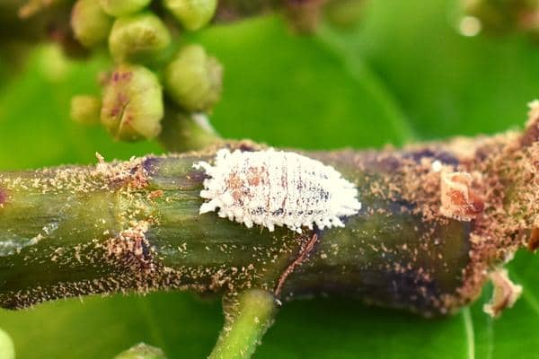 Lutter Naturellement contre les Cochenilles - Traitement Naturel