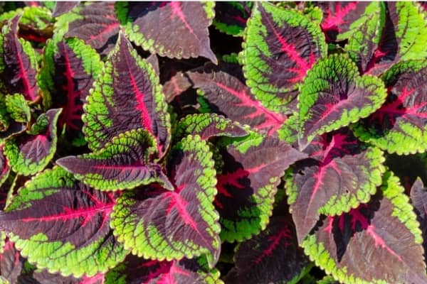 coleus solenostemon scutellarioides