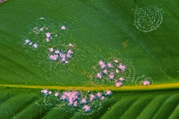 colonie sous une feuille